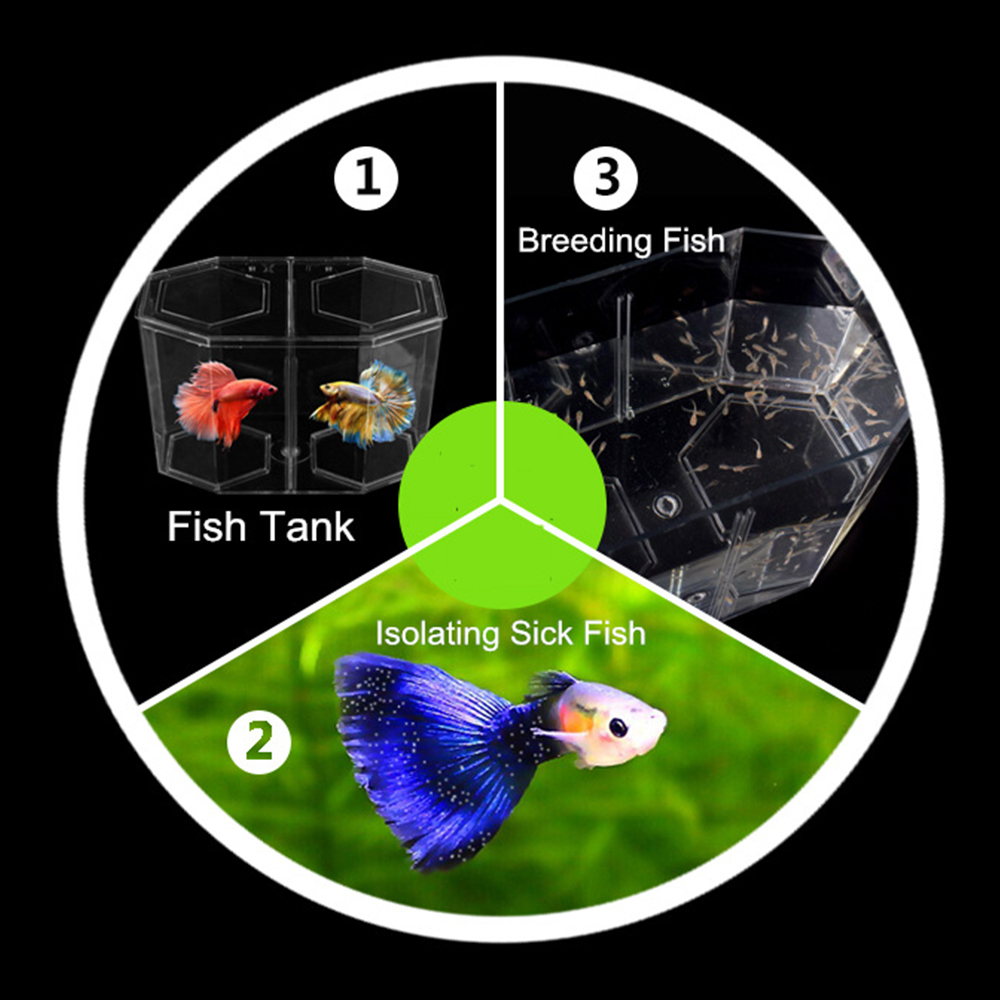 Acrylic Two Splits Guppy Fish  - Betta Fish Tank 评论和价格